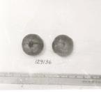 Click for 1 image(s) for this accession. FRUIT